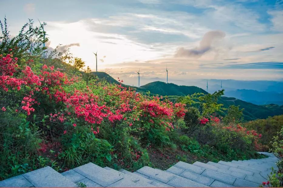 娄底新化61大熊山森林公园赏杜鹃花1日游06168