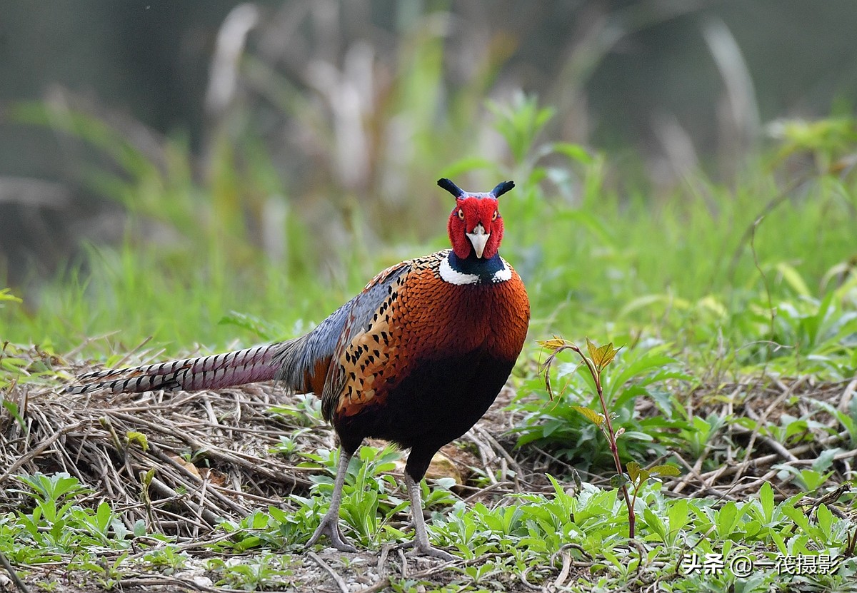 phasianus colchicus,英文名:common pheasant),俗名雉鸡,野鸡,山鸡