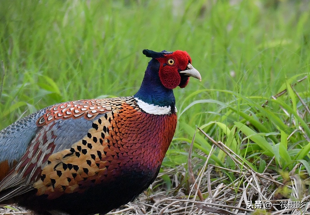 phasianus colchicus,英文名:common pheasant),俗名雉鸡,野鸡,山鸡