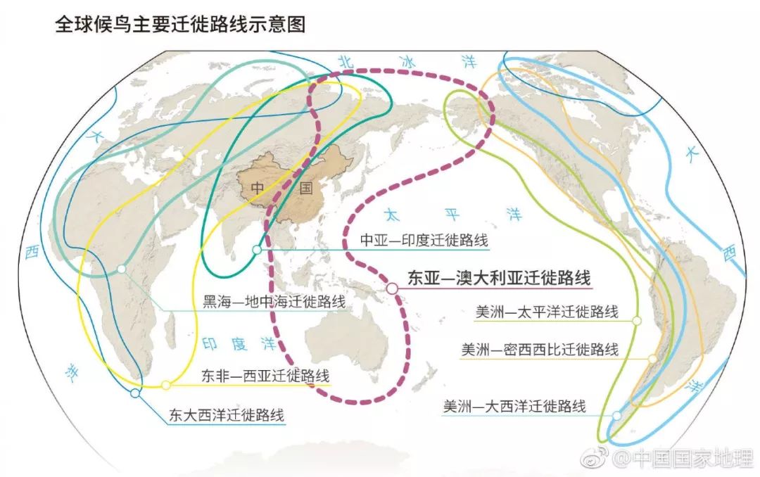 而全球共有 8条候鸟迁徙路线,其中经过深圳的 ▲图片来源:中国国家
