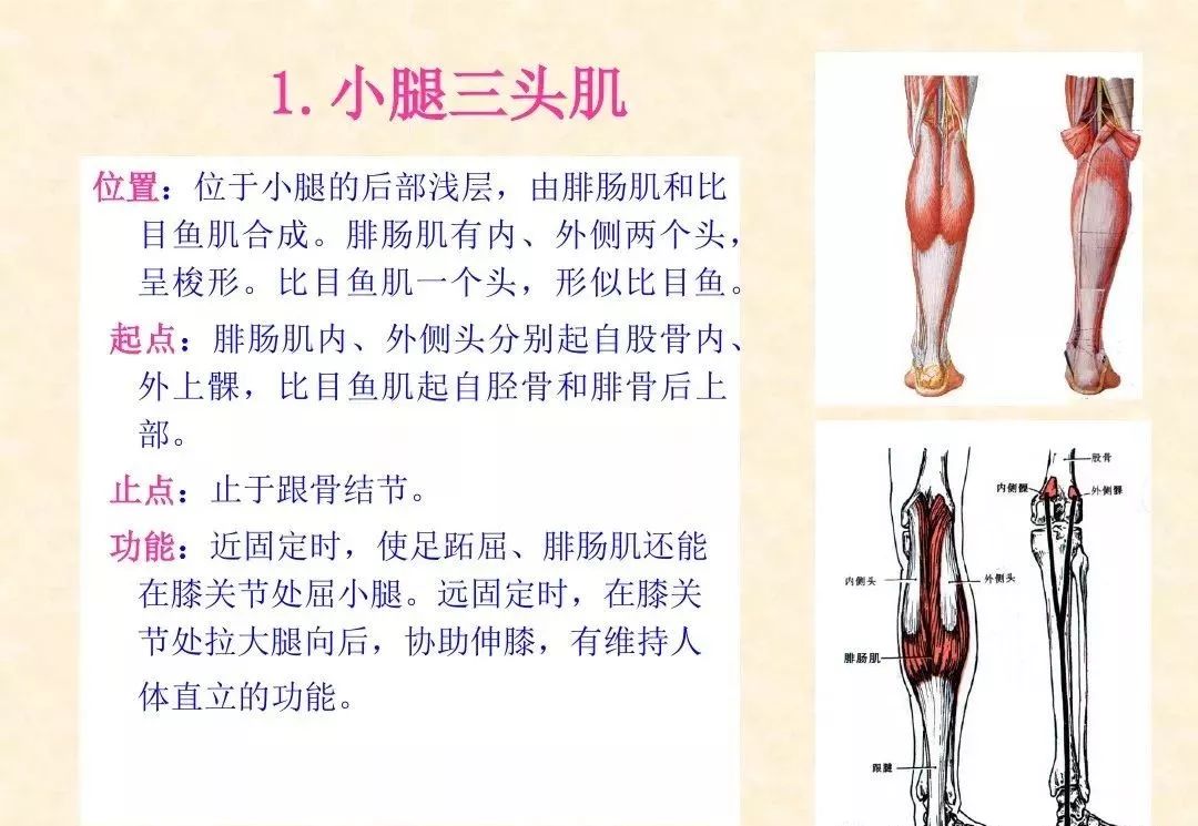 人体下肢精细解剖