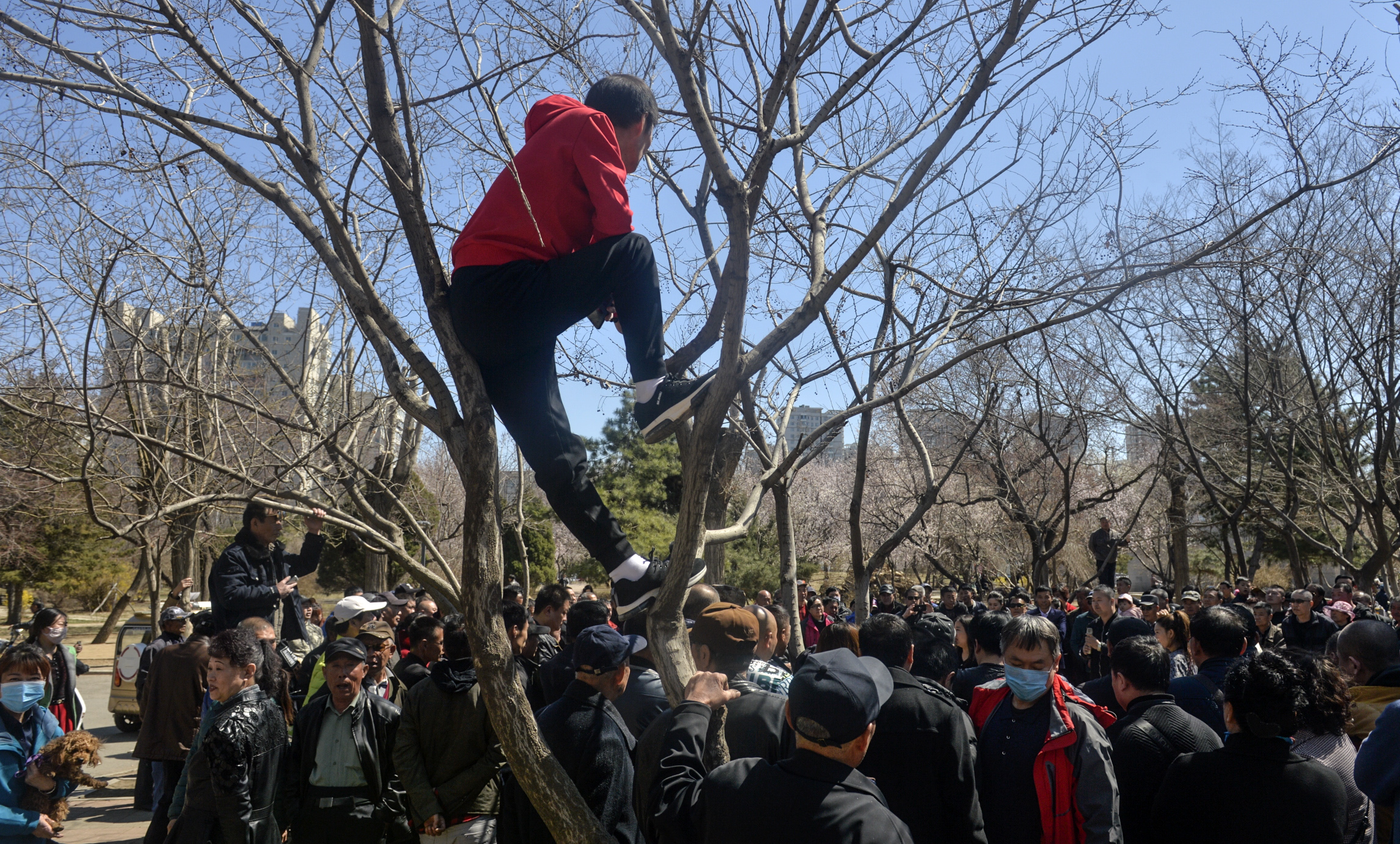 网络主播扎堆公园嗨翻天 看热闹的人都上树了