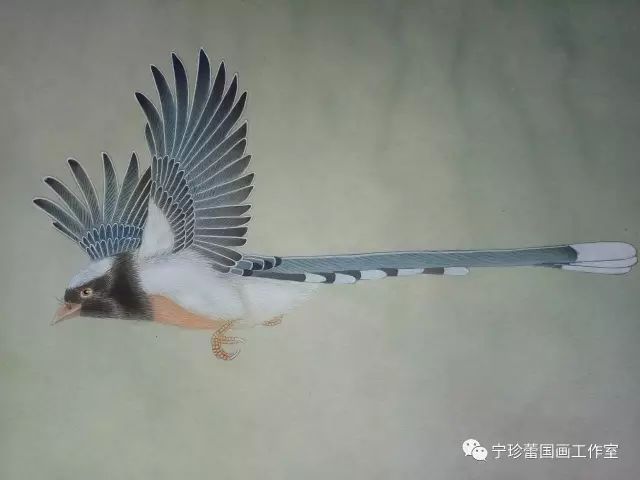 宁珍蕾|工笔水滴牡丹 网络班招生(超低价200元!
