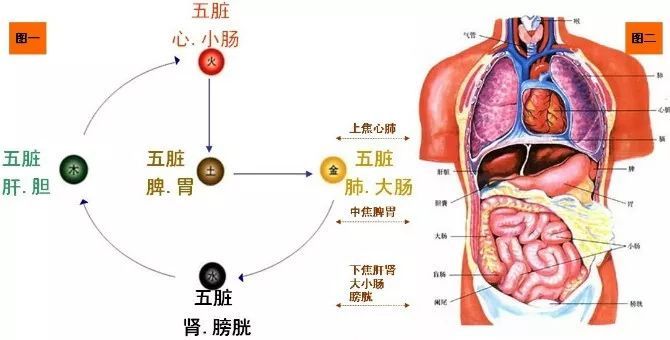 五脏六腑图猜一成语_身体结构图五脏六腑(3)