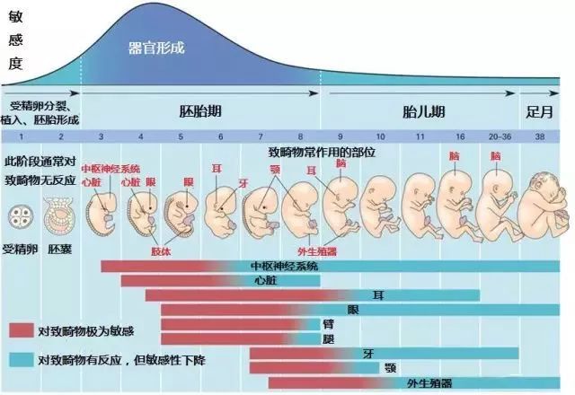 十月怀胎,一图看懂胎儿到底是怎么发育的