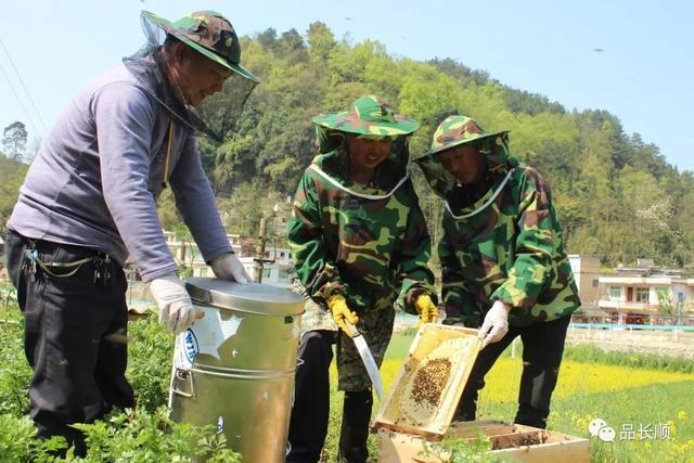 野外收蜜蜂要怎么养 0befbf6eaee7490ca0a00b87ca7847f5.jpeg
