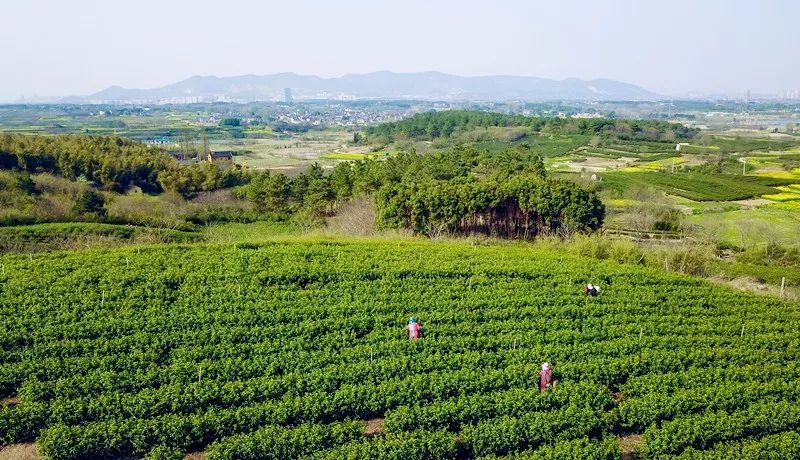 江心源茶叶基地坐落于镇江市丹徒区上党镇五塘村,一座名为横山的山上