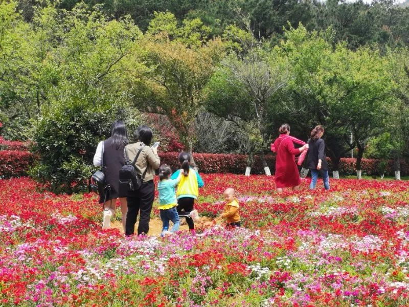 踏春赏花季|梅花山旅游景区清明持续火爆