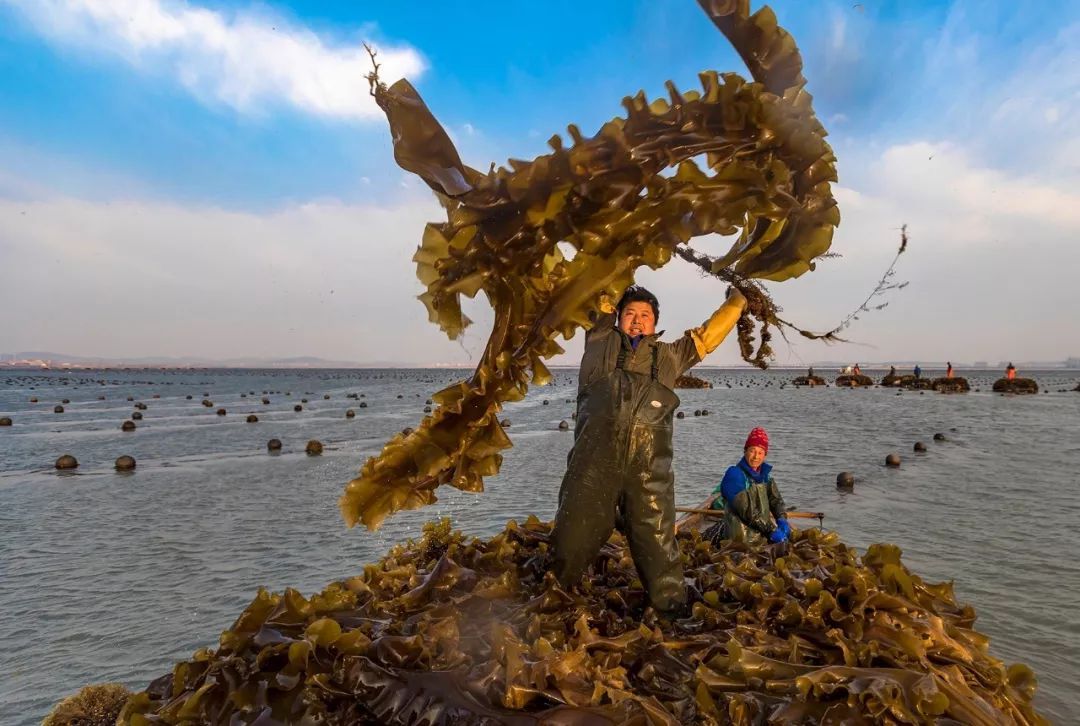 听海带专家说海带看海带名家做海带