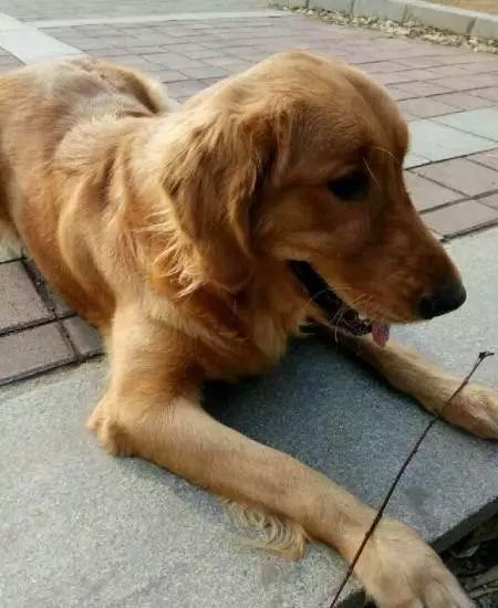 網友好心收養了一只金毛，沒想到兩個月後狗狗給了他一個大驚喜！ 未分類 第1張