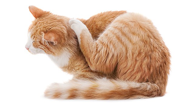 猫跳蚤会到人身上吗? mg平台注册