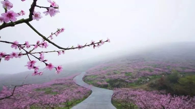 赏花攻略山西最值得打卡的花海胜地趁着景美人少赶紧去