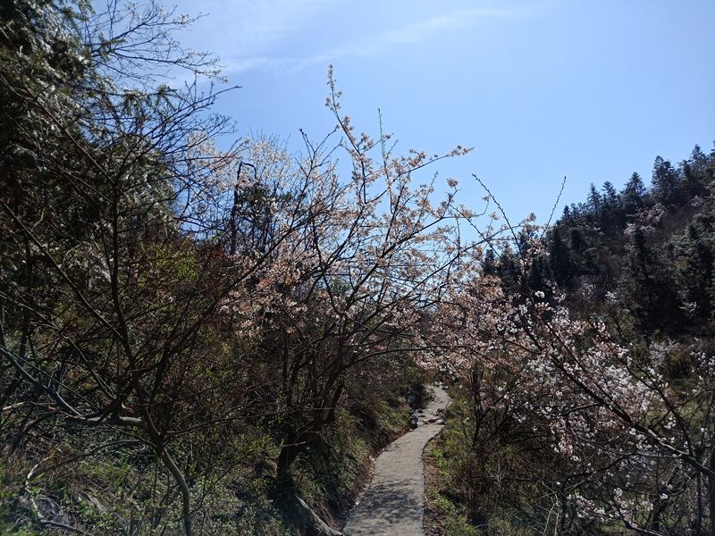 【崇阳龙泉山樱花谷景区】| 金风:野樱在春的山巅等你