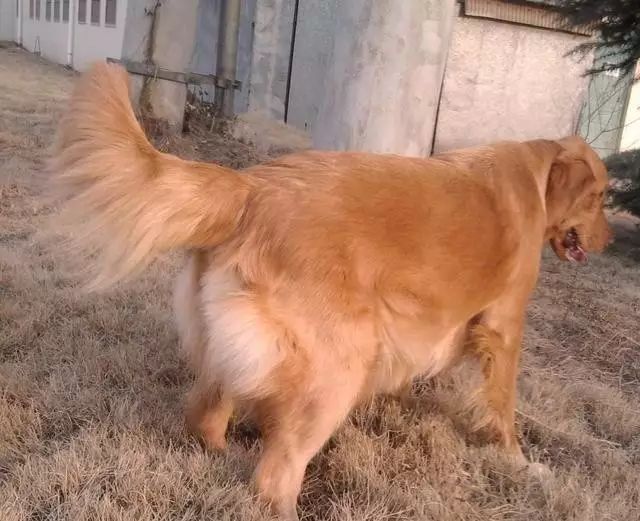 網友好心收養了一只金毛，沒想到兩個月後狗狗給了他一個大驚喜！ 未分類 第3張