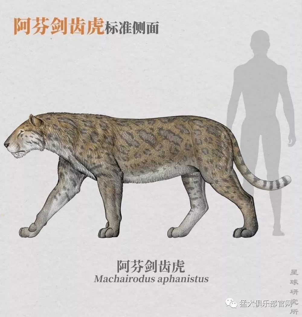 剑齿虎正是假猫的后代.分为三大"家族":锯齿虎族,刃齿虎族和后猫族.