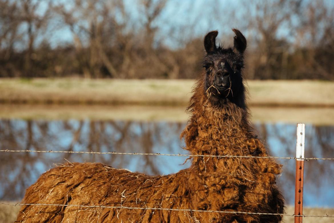 她一个单车旅行家，为什么要参加虐人的LR100