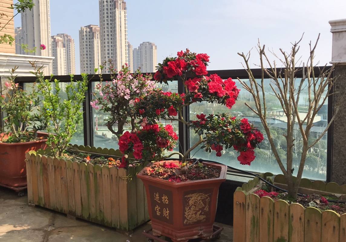 懒人自动“浇花神器”,出门半个月也不怕花草干死啦! 百乐宫娱乐