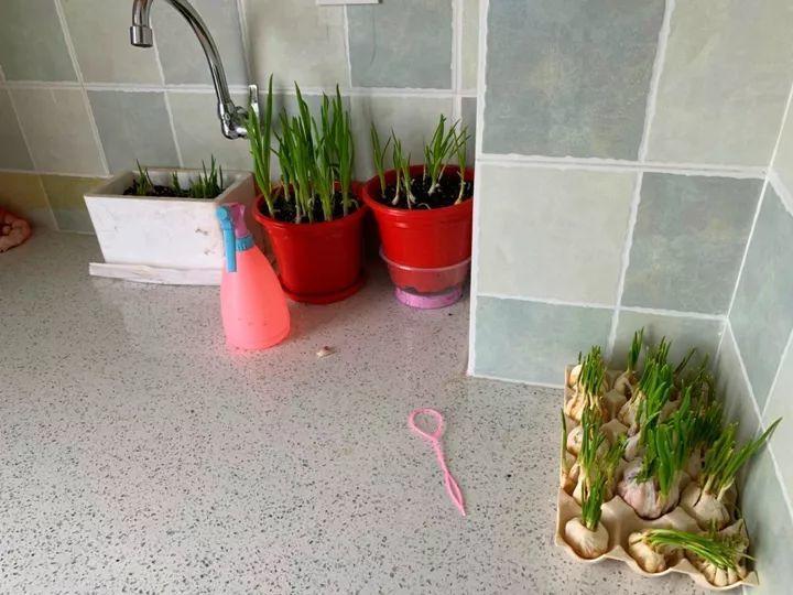 怎么养花才能长得茂盛 27987d53f66743b49c7ee795b0f192c0.jpeg