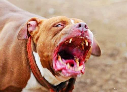 最凶猛的狗_世界上最凶猛的狗排名,比特犬数分钟咬死藏獒 视频 探秘志