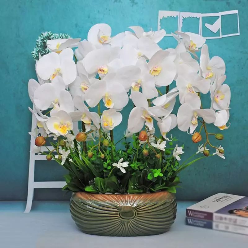 盆栽花卉大全蝴蝶兰 2ba6c7c950a0457c82fda0a93911742a.jpeg