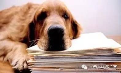 怎么看小狗是不是好狗 2c122d85200f423eadc938d02e632d4e.jpeg