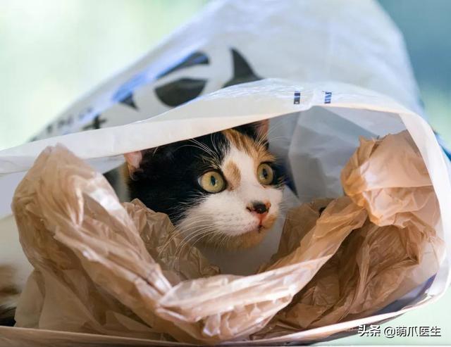 为啥猫咪总爱舔塑料袋?