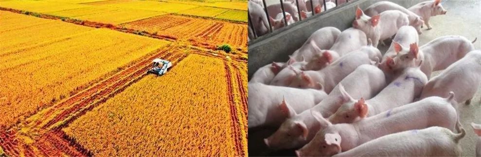 超市一霸、泡面必备：火腿肠为何多产自河南？