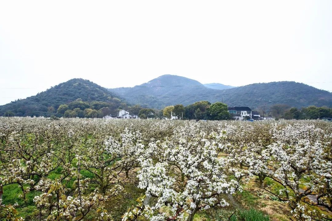 苏州的山间野趣:三月树山梨花雪