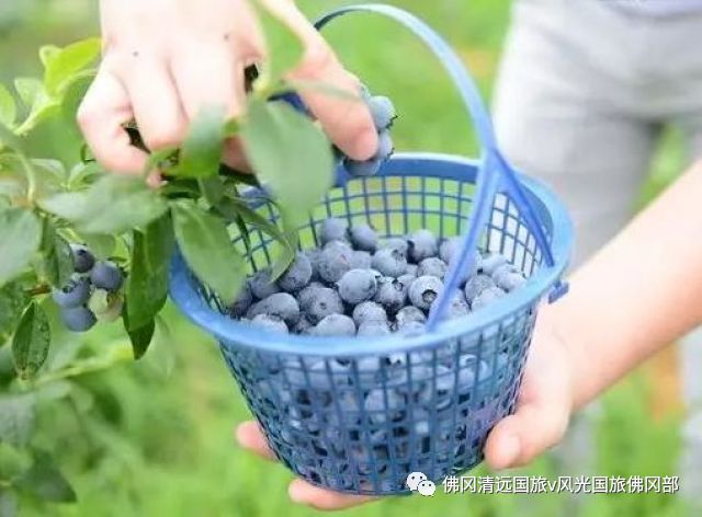 简直就是 水果中的天然"医药" 带上家人孩子来采摘蓝莓 看得口水都流