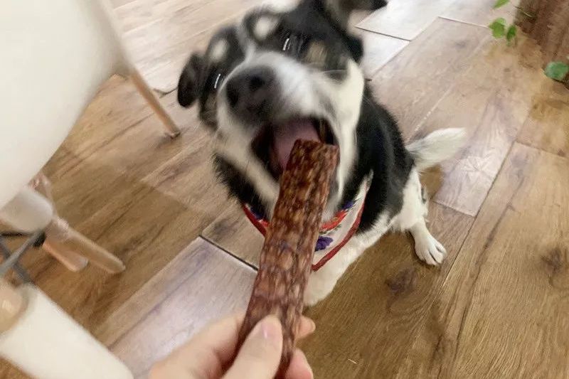 主人吃辣条,小柯基好奇闻了一下袋,狗生瞬间到达巅峰