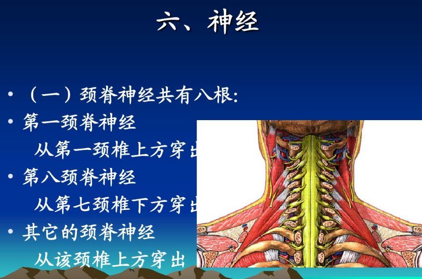 颈椎精细解剖-颈椎病