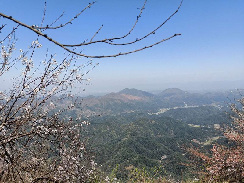 【崇阳龙泉山樱花谷景区】| 金风:野樱在春的山巅等你