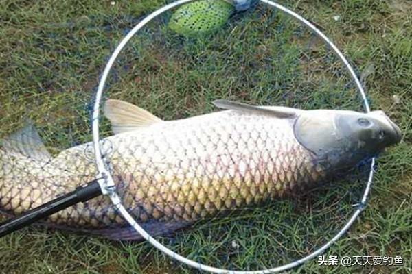 怎么样自制钓鱼颗粒 4ff0ed89c0fa44578cb123671d4dde6b.jpeg