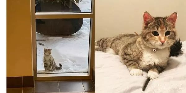 零下32度,聪明猫到消防局敲窗求收留,幸运度过寒冬 澳门星际娱乐彩票