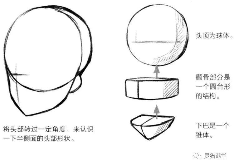 头部的形状可以概括为一个圆形与下颌骨三角梯形的组合.