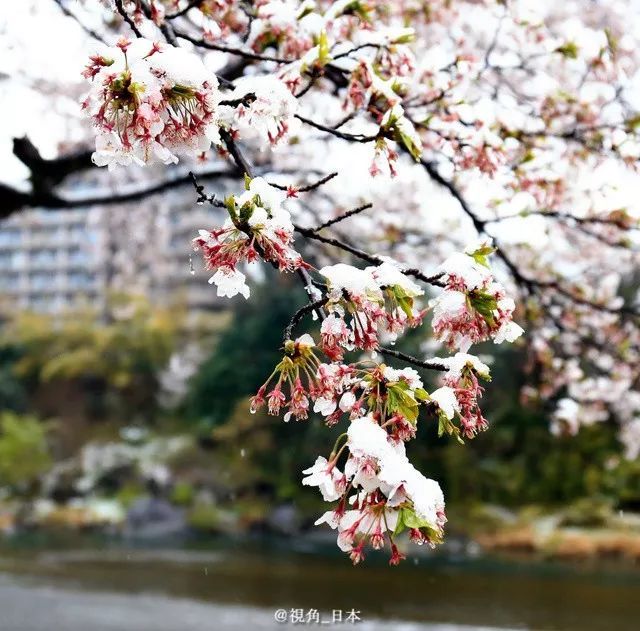 雪樱日本大范围降温东京降雪福岛第1核电站内的樱花盛开