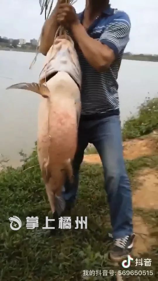 化州下郭钓到60多斤大鱼,抱都抱不动!被称为"鱼中之王"