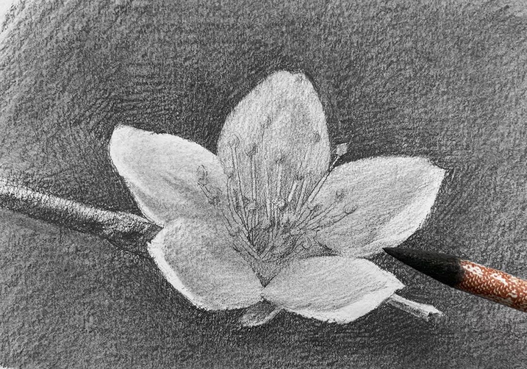 日绘社丨素描一朵花