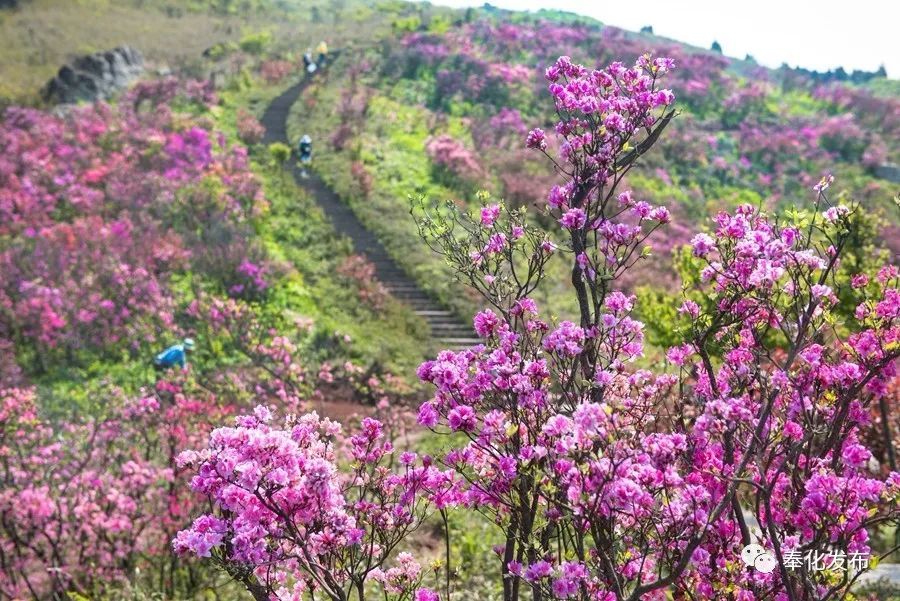 赏花海,品美食……这个周末相约金峨杜鹃花文化节