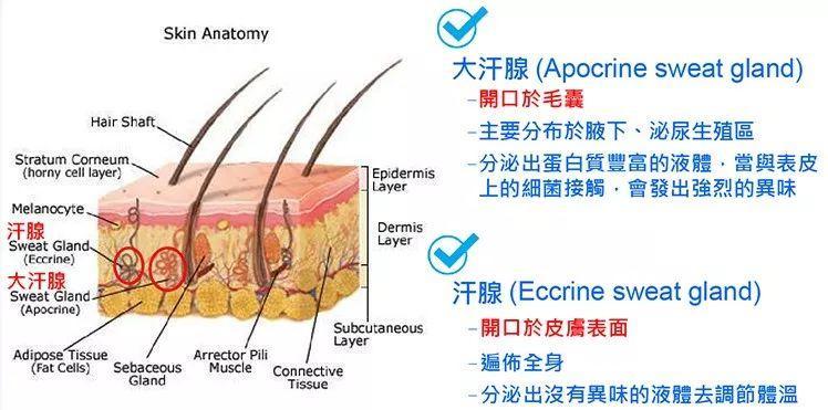 我们的汗液主要是通过小汗腺完成.