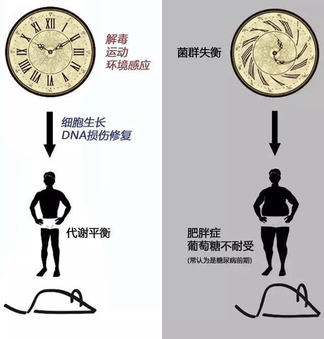 肠道菌群导致糖脂代谢紊乱的可能机制