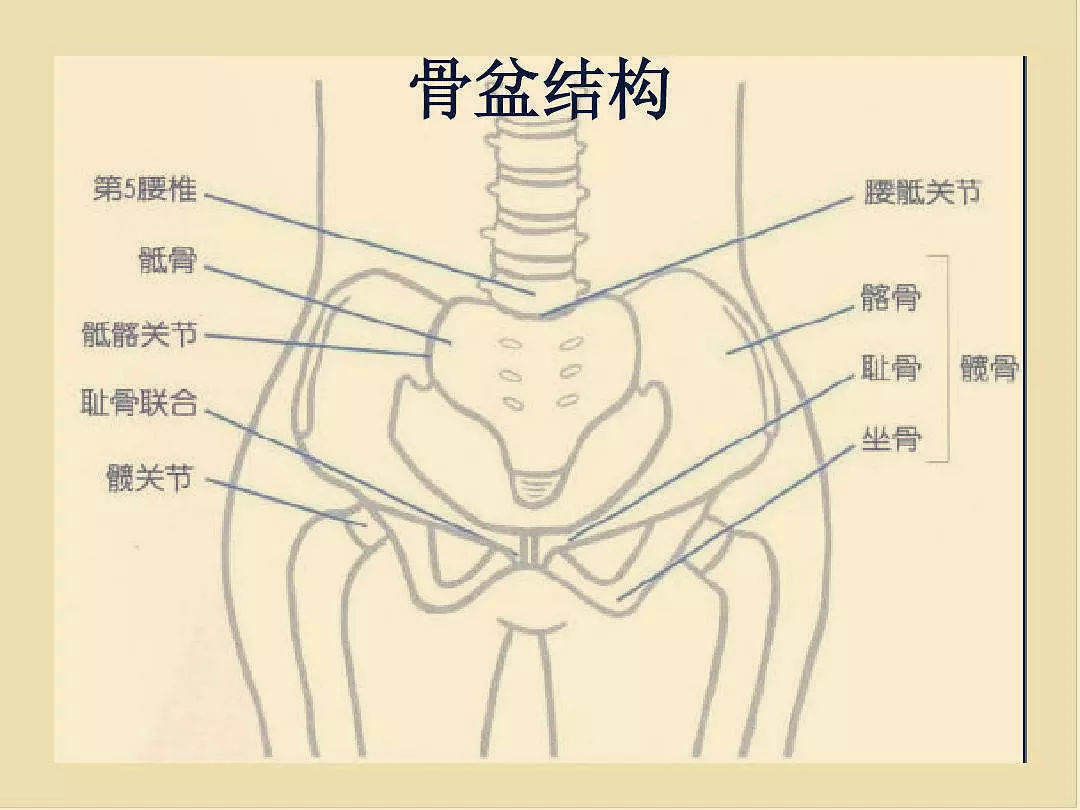 放箭尾巴骨松坠按太极阴阳鱼缠丝劲划圈,但骨盆不动点按搓揉尾骨发热