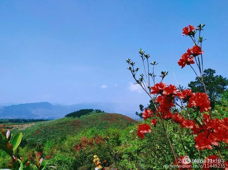 东安竞藏着这么一大片烂漫的映山红