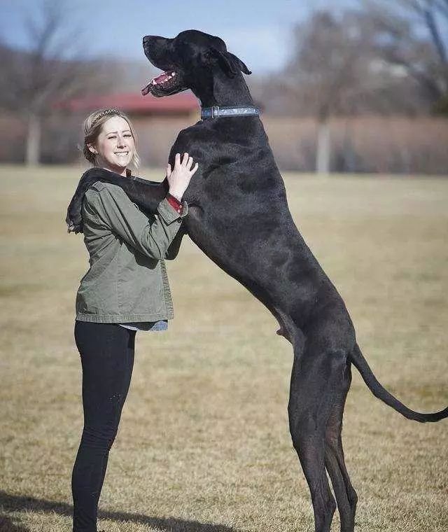 常见的大型犬有很多,比如大丹犬,藏獒,高加索犬,阿拉斯加雪橇犬