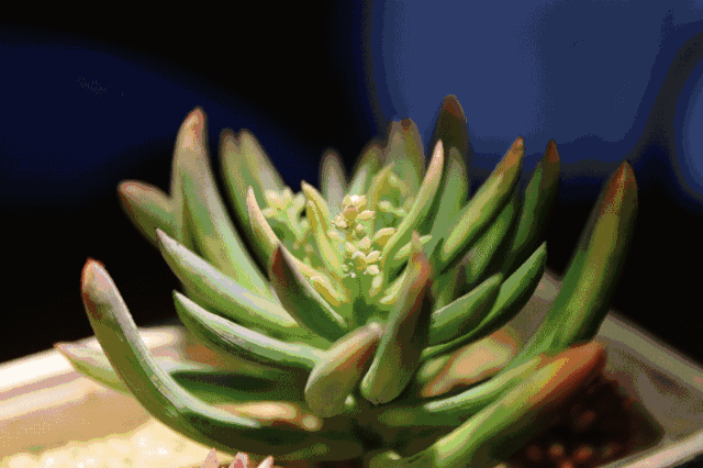 多肉,色彩美腻,精致小巧 一身肥肥的,圆圆的肉肉简直萌炸了 还能和