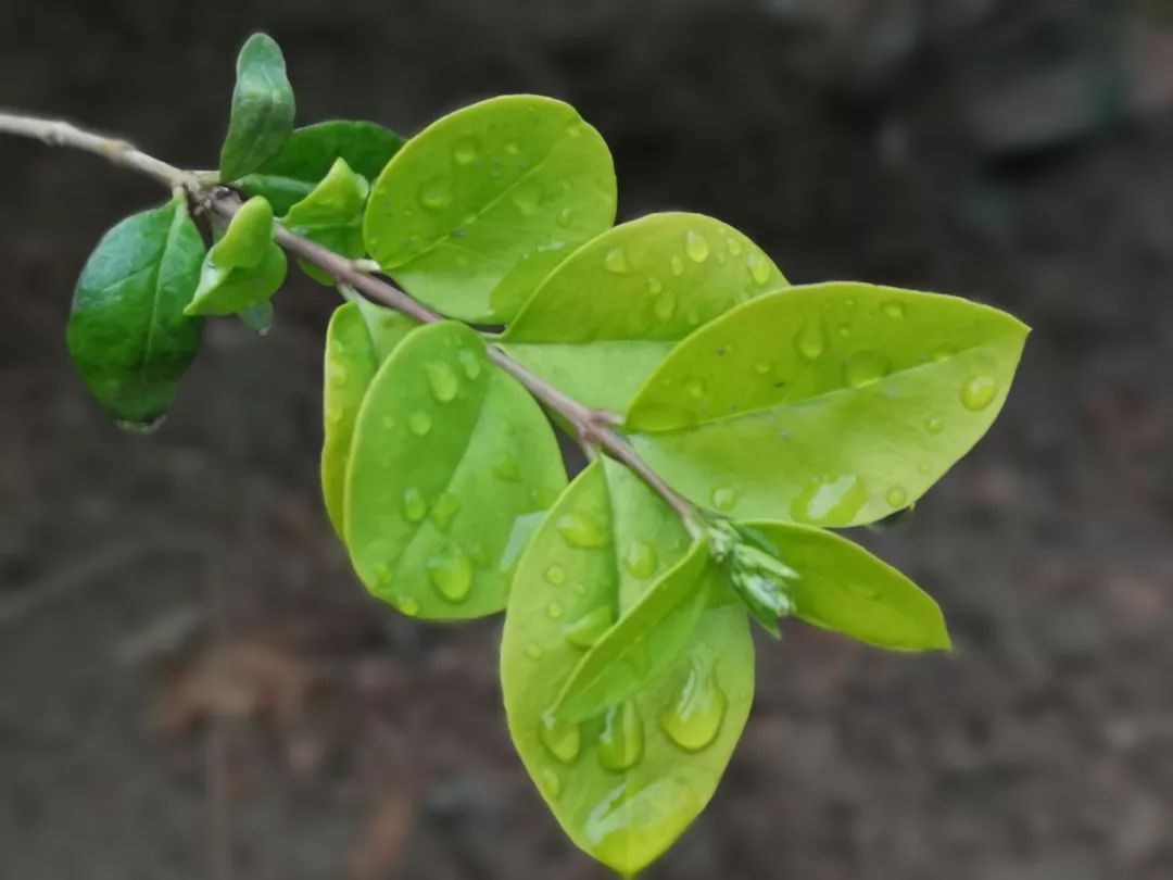 满树的绿叶在微风中翩翩起舞娇羞的嫩芽渐渐露出了小绿叶儿一阵春风