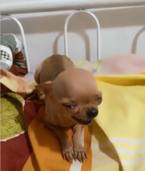 狗为啥会有癫痫 7e734504fb064eb688f643564afa5dea.jpeg