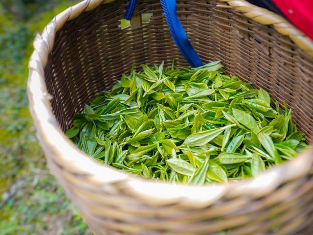 刚采摘的茶叶,用来加工瑶香红茶,瑶香绿茶