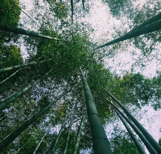 成都到宜宾高铁将通车!1h飙拢,蜀南竹海、李庄