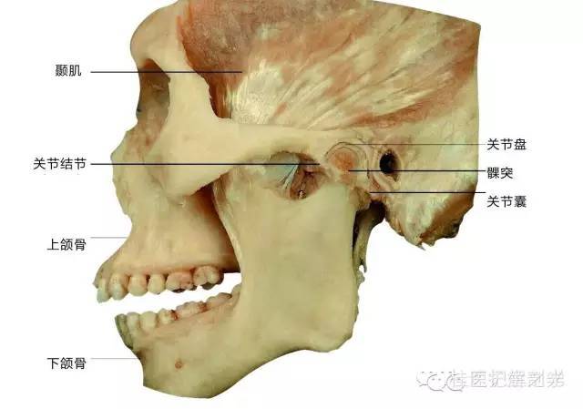 解剖运动系统速记歌诀及注释